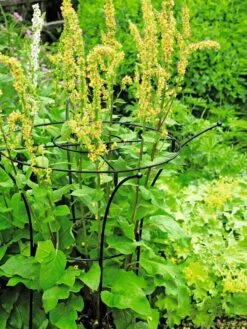 Essex Plant Supports 12 Essex Plant Supports -Plant Supports Shop 37423 200 tif