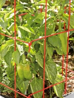 Pepper And Eggplant Cages, Set Of 3 -Plant Supports Shop 37464 567 tif