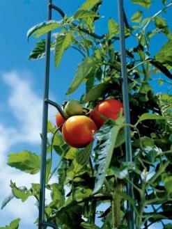 Tomato Ladders, Set Of 3 -Plant Supports Shop 38184 003E tif