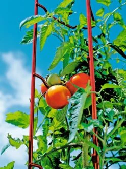 Tomato Ladders, Set Of 3 -Plant Supports Shop 38185 003E tif