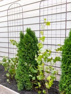 Jardin Flower Trellis -Plant Supports Shop 38689 6002 tif