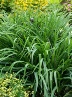 Jardin Bird Cage Support, 26" -Plant Supports Shop 39 521 0073 tif