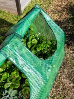 Multi Cloche -Plant Supports Shop 3 4 crop 8613213 0240