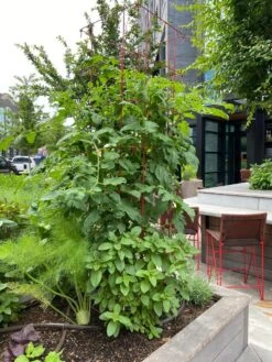 Tomato Towers, Set Of 2 -Plant Supports Shop 8587041 01IN tif