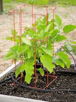 Pepper And Eggplant Cages, Set Of 3 -Plant Supports Shop 8587048 103 tif