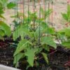 Pepper And Eggplant Cages, Set Of 3 -Plant Supports Shop 8587048 1073 tif