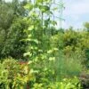 Bean Tower -Plant Supports Shop 8587060GRN 0112 3 4