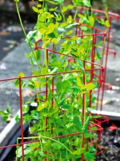 Expandable Pea Trellis -Plant Supports Shop 8587061 100 tif