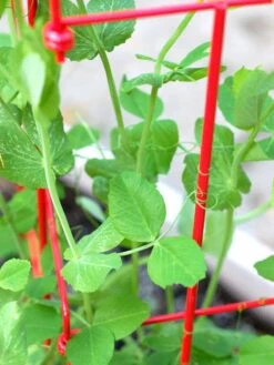 Tall Expandable Pea Trellis -Plant Supports Shop 8587061 101 tif 1