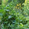 Deluxe Cucumber Trellis -Plant Supports Shop 8587083 01IN