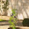 Jardin Pot Trellis -Plant Supports Shop 8587120 224 tif