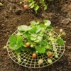 Strawberry Supports, Set Of 6 -Plant Supports Shop 8587970 1039 tif