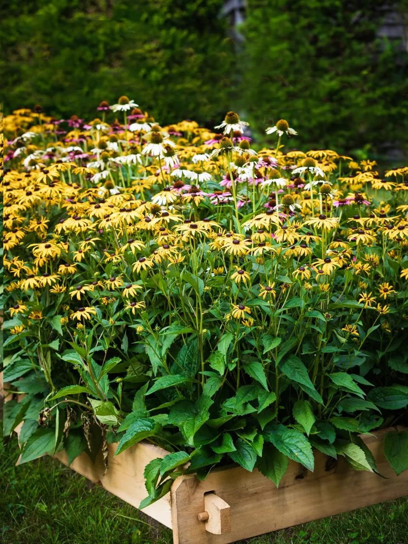 Farmstead Cedar Raised Garden Beds, 2' 9 Farmstead Cedar Raised Garden Beds, 2' - Image 7