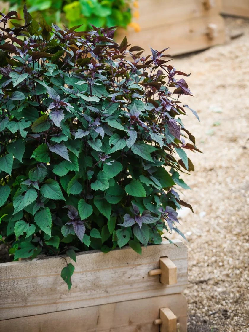 Farmstead Cedar Raised Garden Beds, 2' 3 Farmstead Cedar Raised Garden Beds, 2'