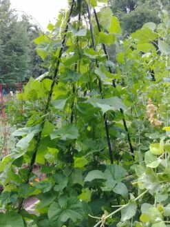 Titan Teepee Trellis -Plant Supports Shop 8595757 01EMP tif