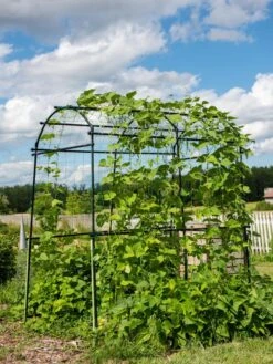 Titan Squash Tunnel -Plant Supports Shop 8596276 0133 tif