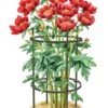 Titan Peony Supports, Medium, Set Of 2 -Plant Supports Shop 8599858 0001 art tif