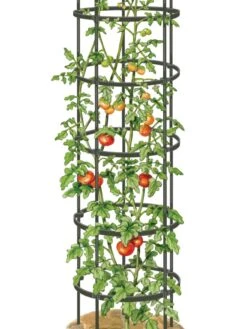Titan Tall Tomato Cages, Set Of 3 -Plant Supports Shop 8599860 0002 art tif