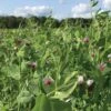Field Peas, Oats And Vetch Mix Organic Seeds -Plant Supports Shop 8599874 01V tif