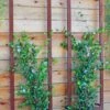 Ina Modern Wall Trellis Sr. -Plant Supports Shop 8600510 05V tif
