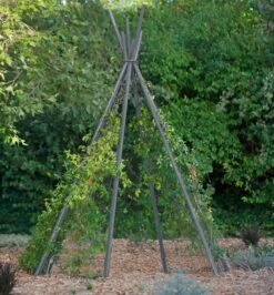 Annabel Tipi Trellis -Plant Supports Shop 8600521 07V jpg