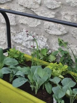 Vigoroot™ Self-Watering Easy Garden Planter 13 Vigoroot™ Self-Watering Easy Garden Planter -Plant Supports Shop 8609879 04V tif