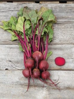 Family Garden Organic Seed Collection, Set Of 7 -Plant Supports Shop 8610262 Detroit Dark Red Beet 03V tif