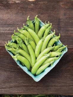 Family Garden Organic Seed Collection, Set Of 7 -Plant Supports Shop 8610262 cascadia peas 01V tif