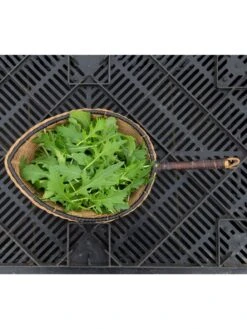 Silk Road Garden Organic Seed Collection, Set Of 6 -Plant Supports Shop 8610264 mizuna babyleaf 01v