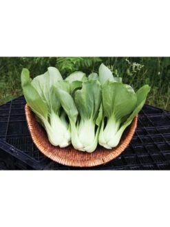 Silk Road Garden Organic Seed Collection, Set Of 6 -Plant Supports Shop 8610264 shanghai green pac choy 05v