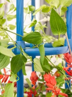 Fleur De Lis Obelisk, 67" -Plant Supports Shop 8611663 0607 tif