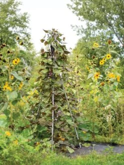 DIY Connector For Teepee Trellis 17 DIY Connector For Teepee Trellis -Plant Supports Shop 8611896 062 tif