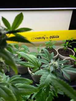 Catchy Natural Greenhouse Pest Protection Sticky Roll, 30’ 9 Catchy Natural Greenhouse Pest Protection Sticky Roll, 30’ -Plant Supports Shop 8611979 8004