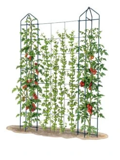 Zenith Trellis -Plant Supports Shop 8612036 art tif