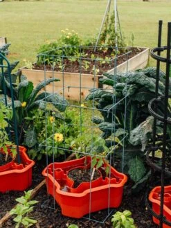 Deluxe Tomato Halos, Set Of 2 -Plant Supports Shop 8612045 226 tif