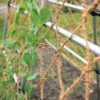 Coco Trellis Netting, 4' X 15' -Plant Supports Shop 8612050 1124 tif