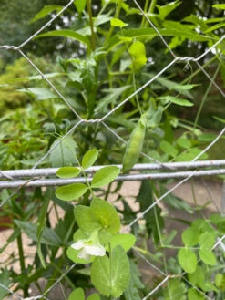 Chicken Wire Pea Trellis -Plant Supports Shop 8612718 7307