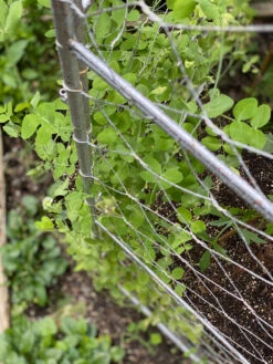 Chicken Wire Pea Trellis -Plant Supports Shop 8612718 7312