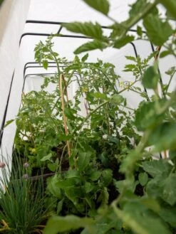 Cotton All Purpose Garden Cover -Plant Supports Shop 8612815 0039 tif