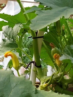 Farmyarn® Multipurpose Garden Tie, 2 Pack -Plant Supports Shop 8612948 01v