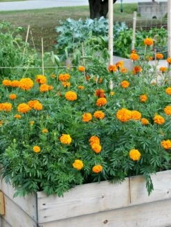 SeedSheets Organic Vegetable Garden, Easy Breezy Caprese, 4' X 8' -Plant Supports Shop 8613295 04V