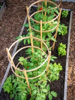 Bamboo Tomato Cages, Set Of 3 13 Bamboo Tomato Cages, Set Of 3 -Plant Supports Shop 8613426 6916