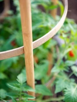 Bamboo Tomato Cages, Set Of 3 16 Bamboo Tomato Cages, Set Of 3 -Plant Supports Shop 8613426 6924