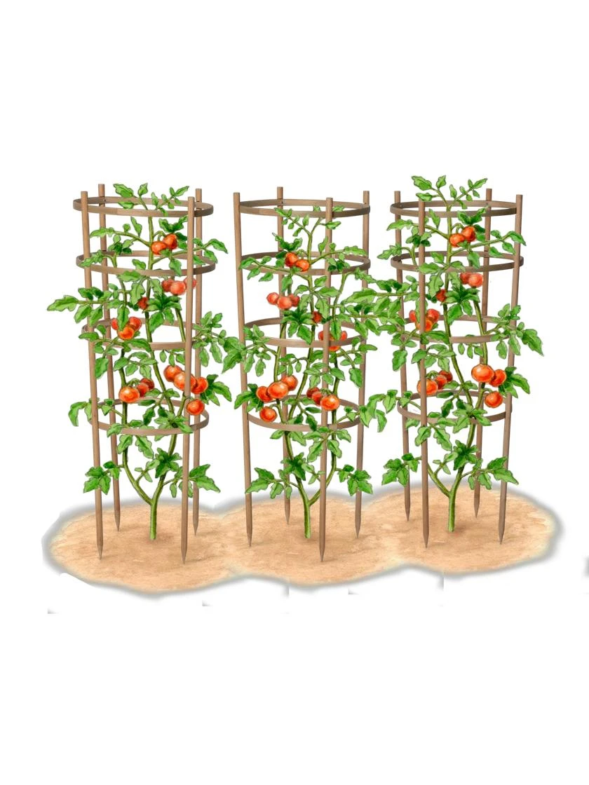 Bamboo Tomato Cages, Set Of 3 10 Bamboo Tomato Cages, Set Of 3 - Image 8