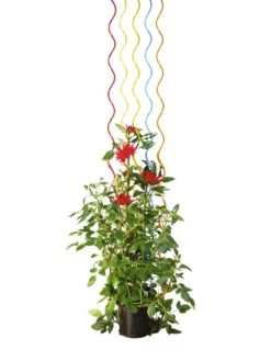 Rainbow Spiral Supports, Set Of 5 -Plant Supports Shop GS36377 03S tif