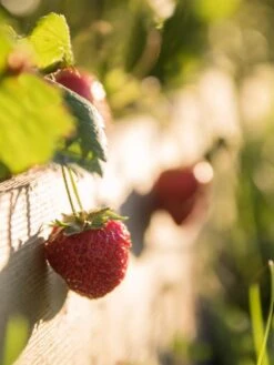 3-Tier Strawberry Bed -Plant Supports Shop Strawberry3 3167 tif